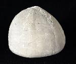 Echinocorys scutata (LESKE 1778) - Bild © FossNet FossilienStore